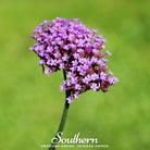 Vervain, Purple Top (Verbena bonariensis) - 100 Seeds - Southern Seed Exchange