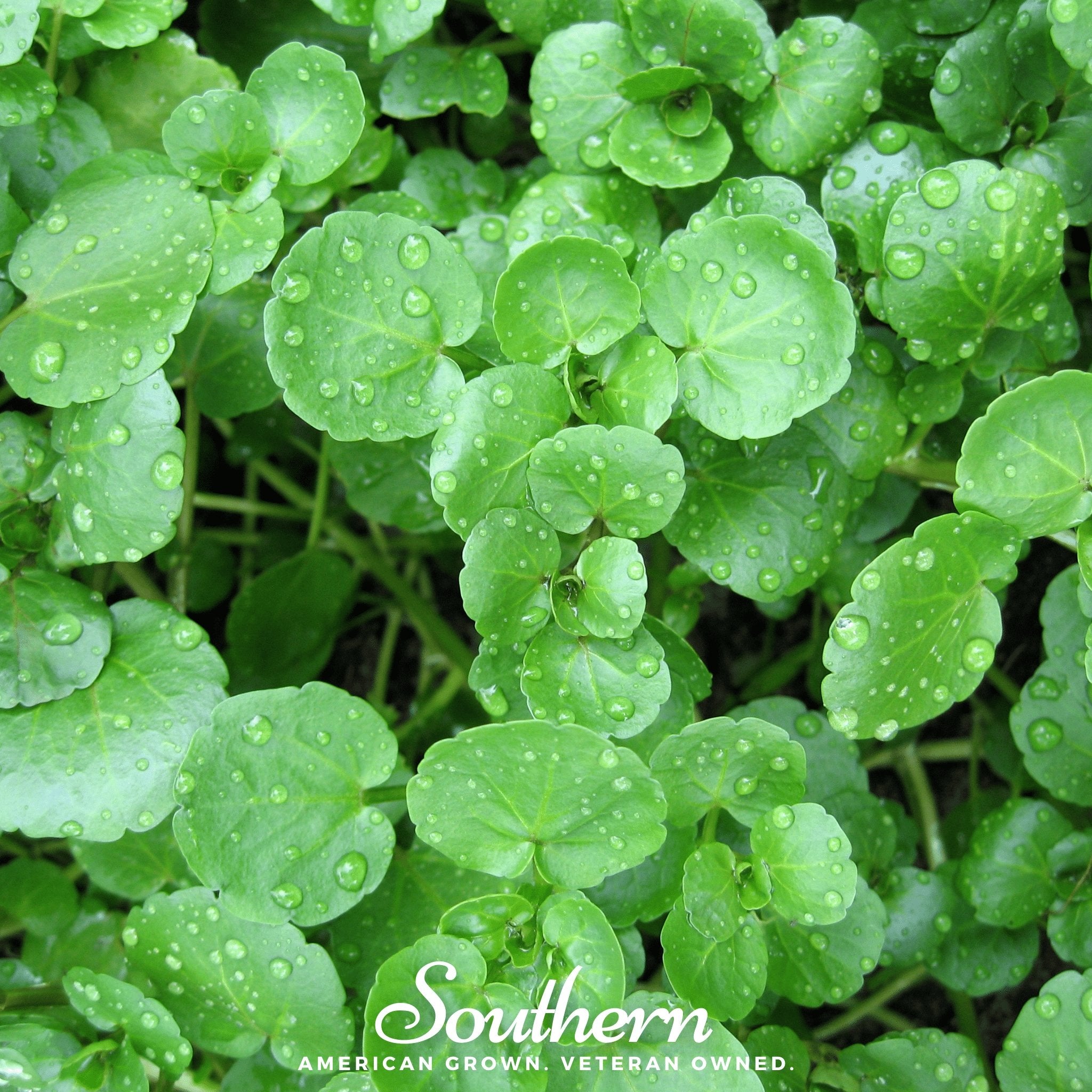 Watercress (Nasturtium Officinale) - 200 Seeds - Southern Seed Exchange