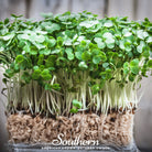 Watercress (Nasturtium Officinale) - 200 Seeds - Southern Seed Exchange