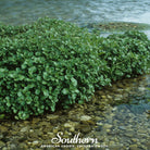 Watercress (Nasturtium Officinale) - 200 Seeds - Southern Seed Exchange