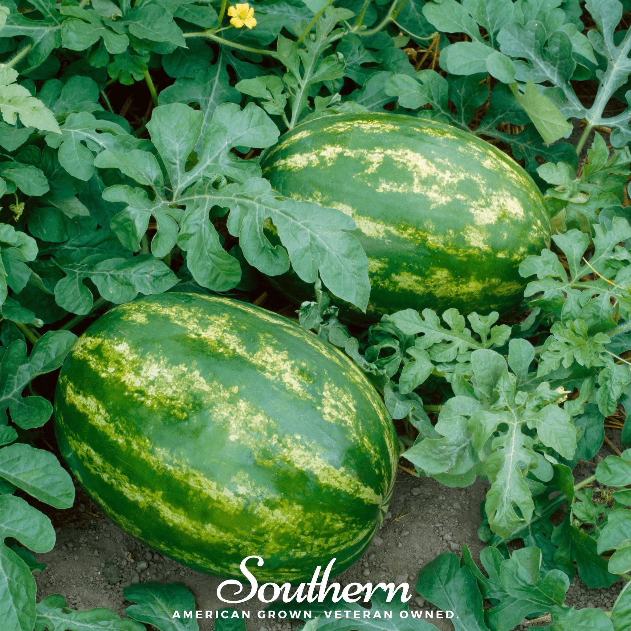 Watermelon, All Sweet (Citrullus lanatus) - 25 Seeds - Southern Seed Exchange