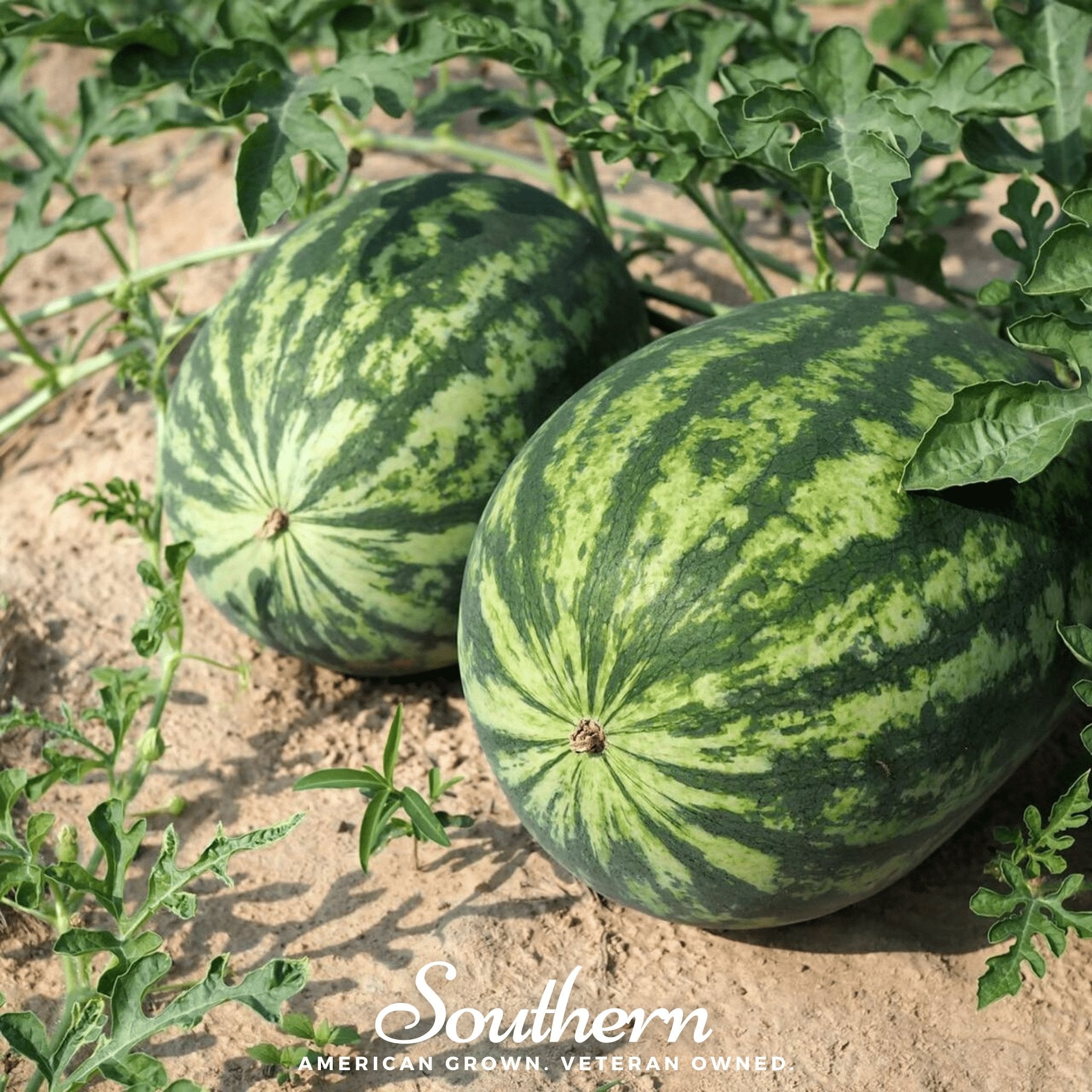 Watermelon, All Sweet (Citrullus lanatus) - 25 Seeds - Southern Seed Exchange