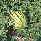 Watermelon, Dixie Queen (Citrullus lanatus) - 25 Seeds - Southern Seed Exchange