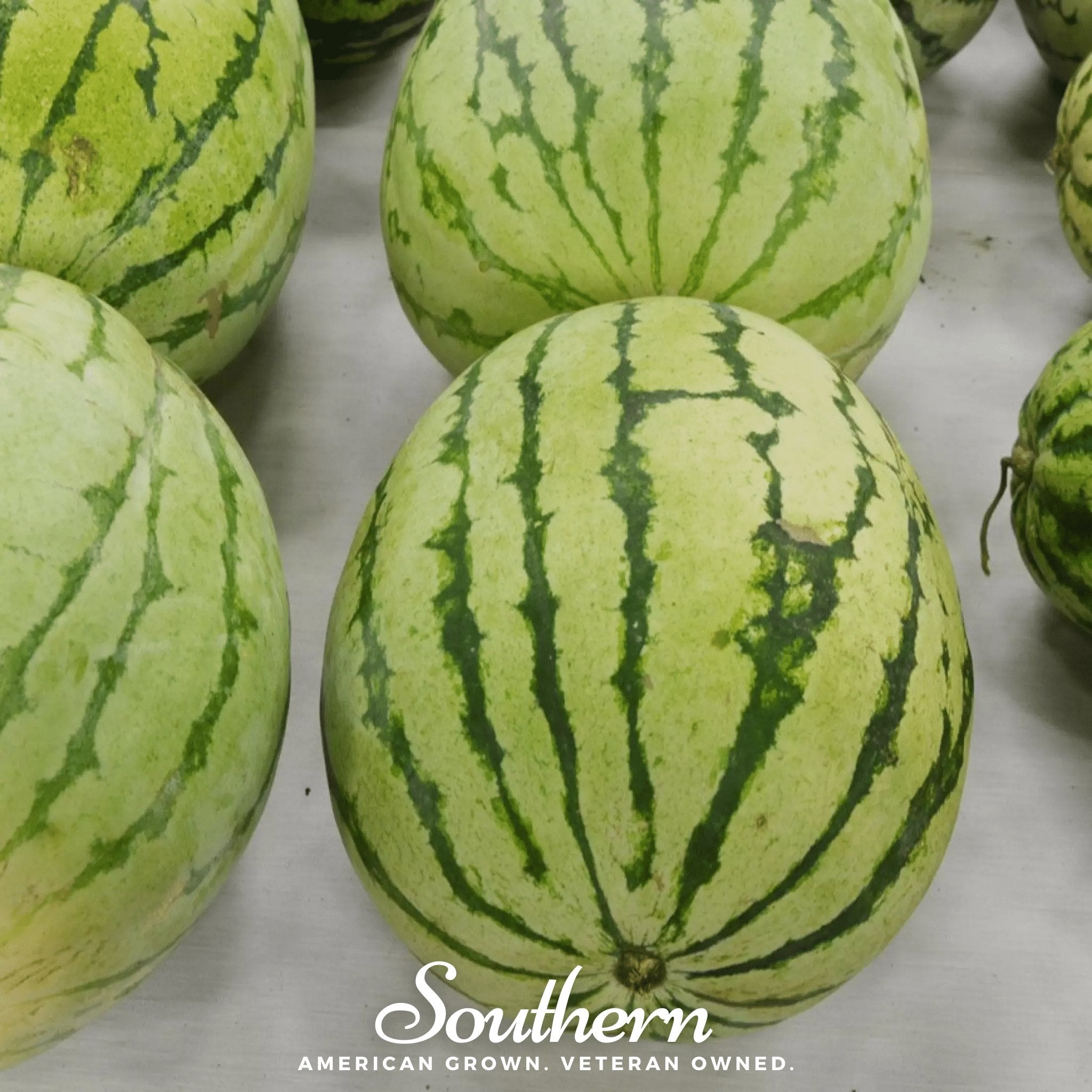 Watermelon, Dixie Queen (Citrullus lanatus) - 25 Seeds - Southern Seed Exchange