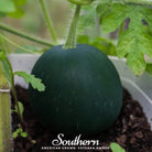 Watermelon, Sugar Baby (Citrullus lanatus) - 25 Seeds - Southern Seed Exchange