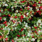 Wintergreen - Teaberry (Gaultheria procumbens) - 20 Seeds - Southern Seed Exchange