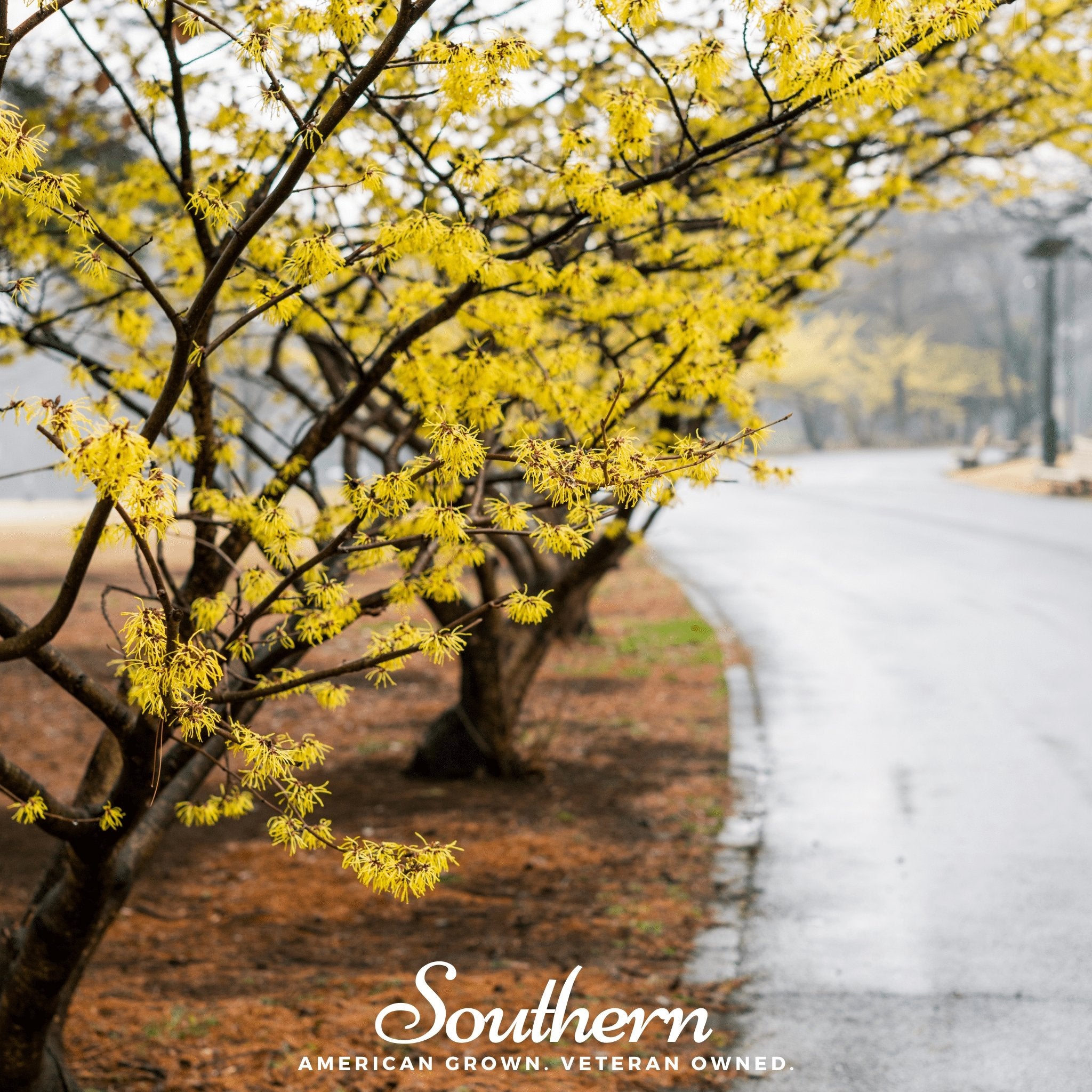 Witch Hazel (Hamamelis virginiana) - 5 Seeds - Southern Seed Exchange