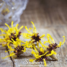 Witch Hazel (Hamamelis virginiana) - 5 Seeds - Southern Seed Exchange