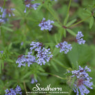 Woodruff, Blue (Asperula Orientalis) - 50 Seeds - Southern Seed Exchange