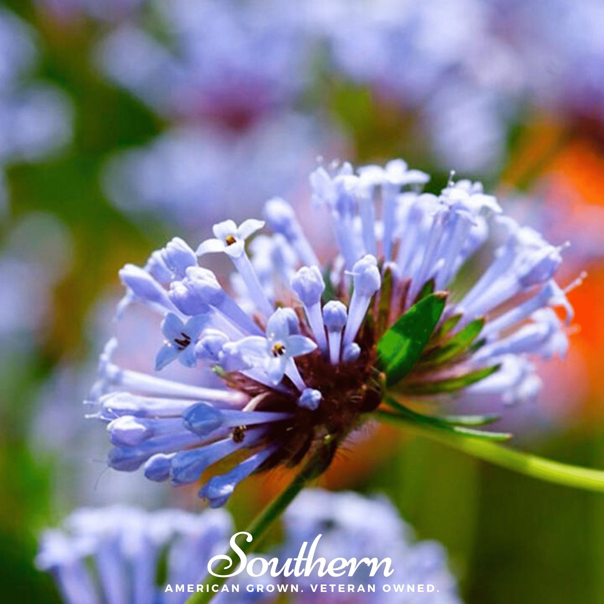 Woodruff, Blue (Asperula Orientalis) - 50 Seeds - Southern Seed Exchange