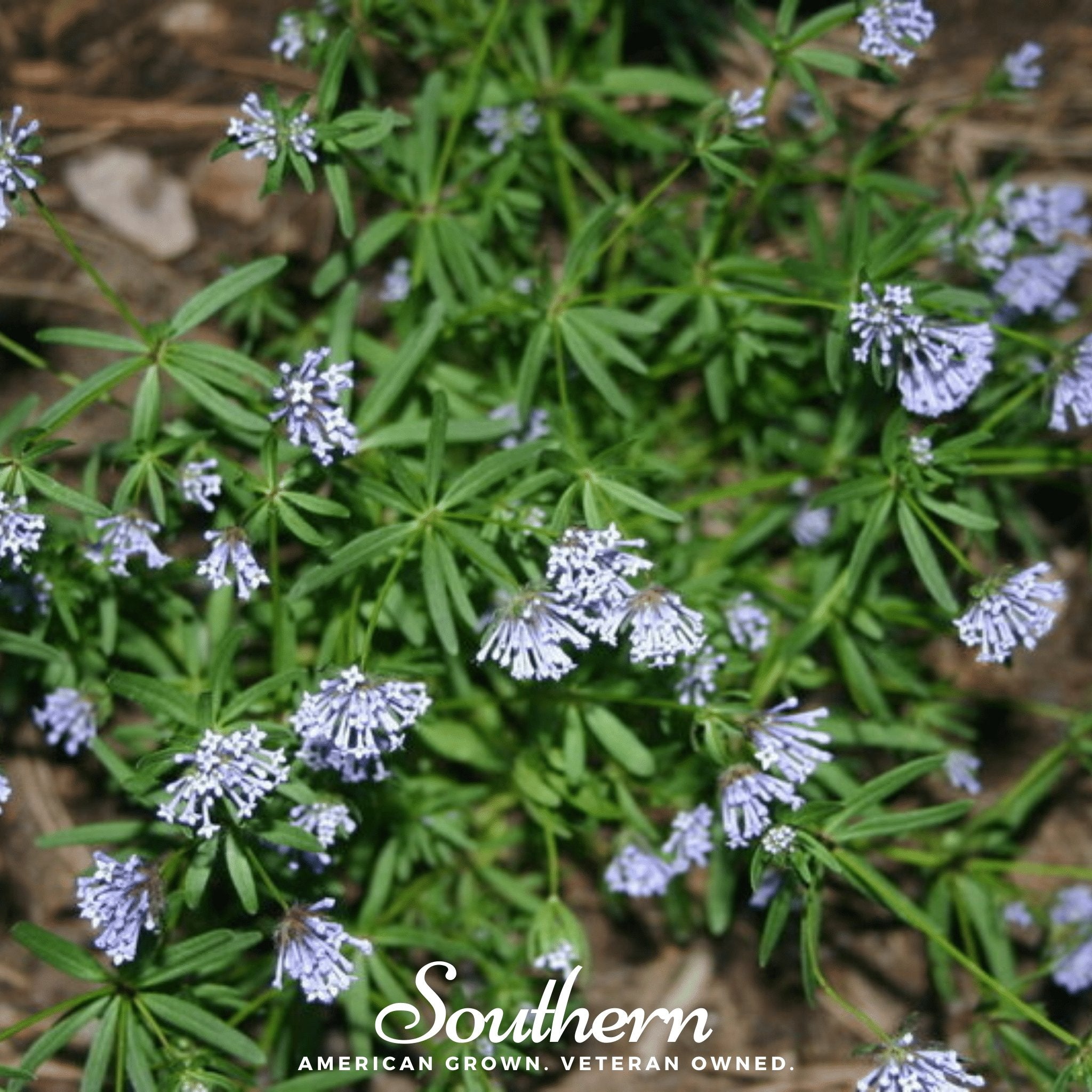 Woodruff, Blue (Asperula Orientalis) - 50 Seeds - Southern Seed Exchange