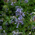 Woodruff, Blue (Asperula Orientalis) - 50 Seeds - Southern Seed Exchange