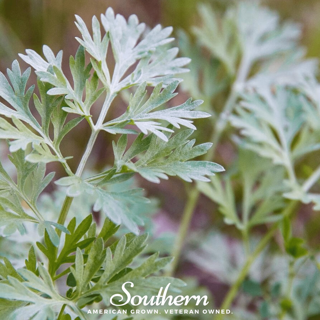 Wormwood (Artemisia Absinthium) - 200 Seeds - Southern Seed Exchange
