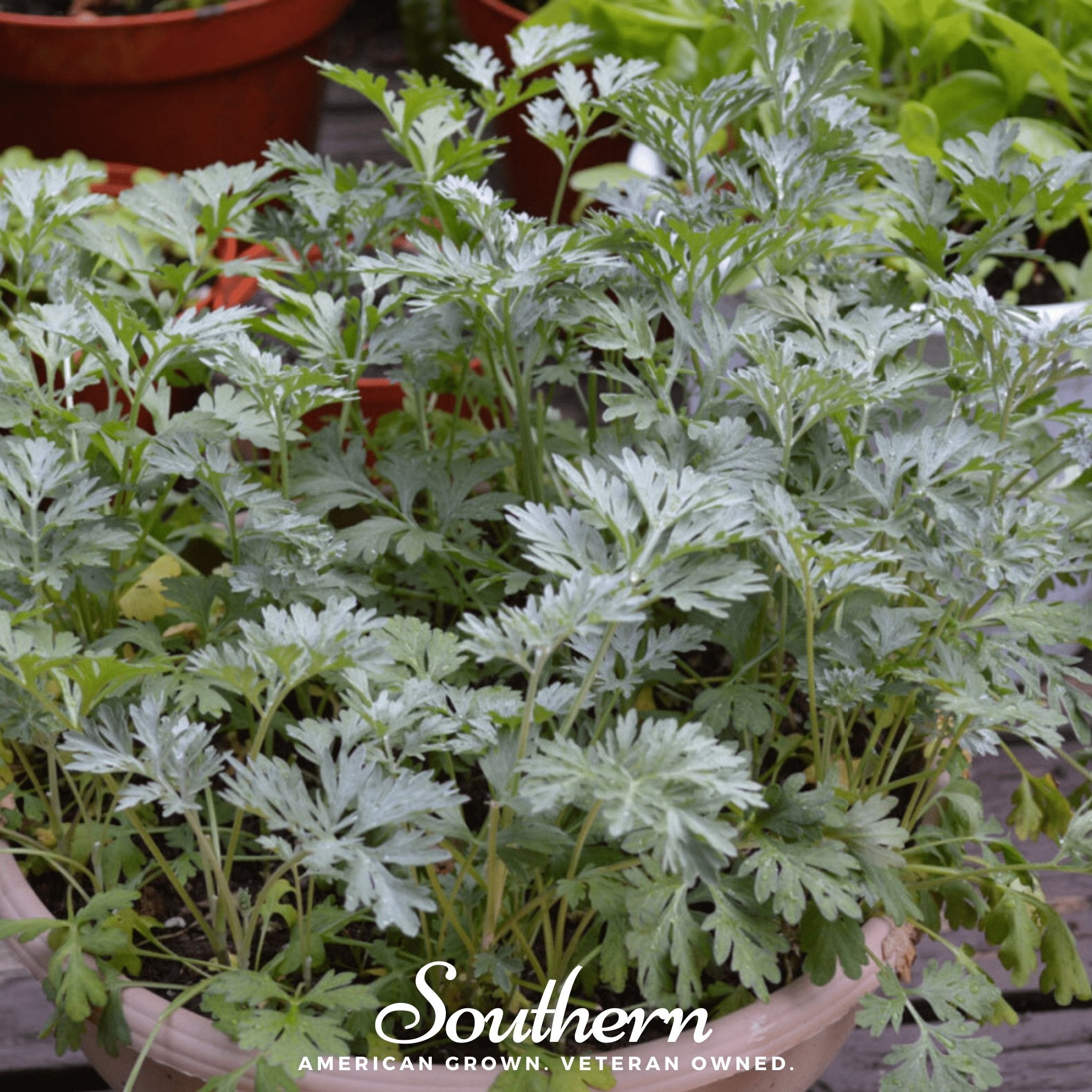 Wormwood (Artemisia Absinthium) - 200 Seeds - Southern Seed Exchange