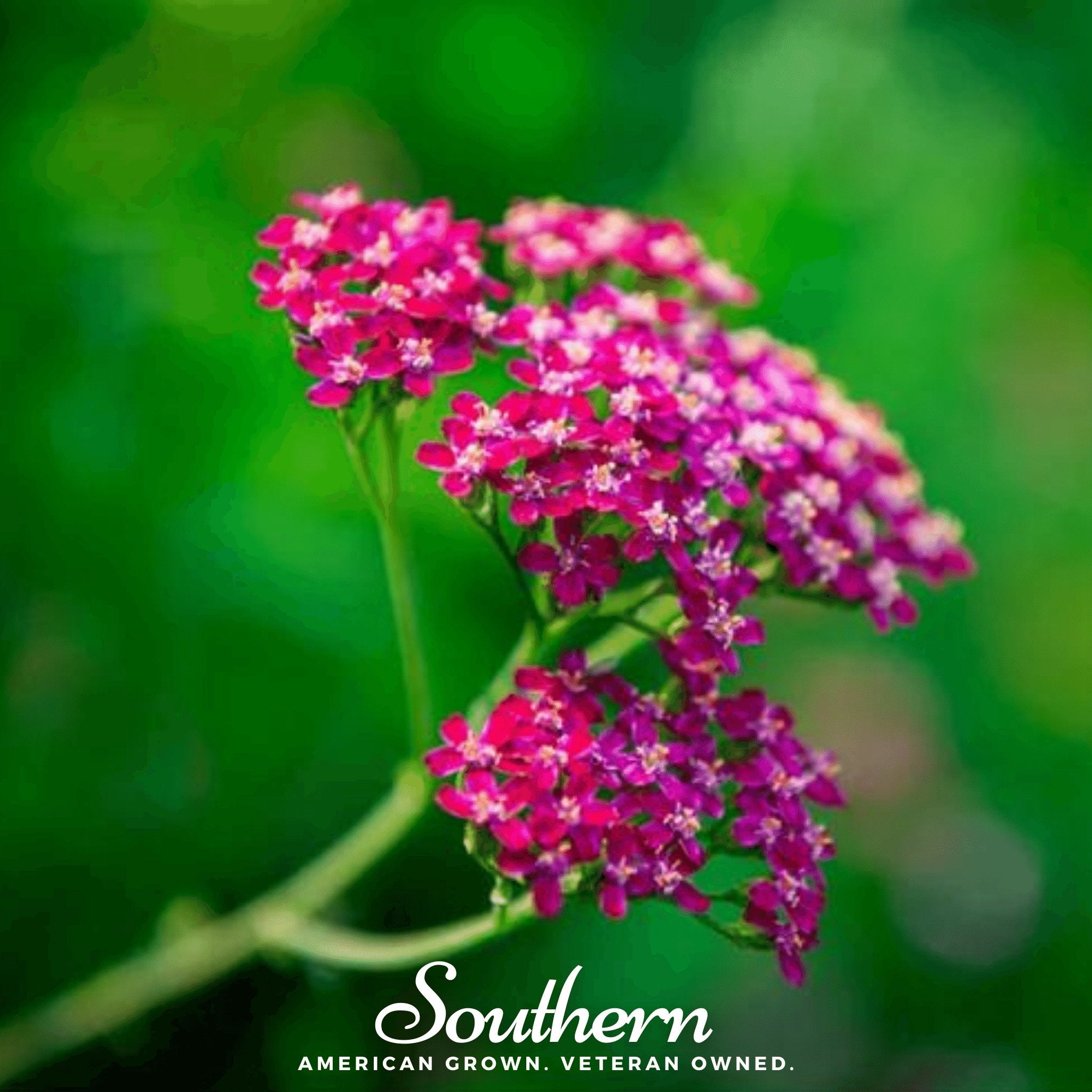 Yarrow, Cerise Queen (Achillea millefolium) - 50 Seeds - Southern Seed Exchange