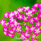 Yarrow, Cerise Queen (Achillea millefolium) - 50 Seeds - Southern Seed Exchange