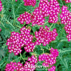 Yarrow, Cerise Queen (Achillea millefolium) - 50 Seeds - Southern Seed Exchange