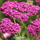 Yarrow, Cerise Queen (Achillea millefolium) - 50 Seeds - Southern Seed Exchange