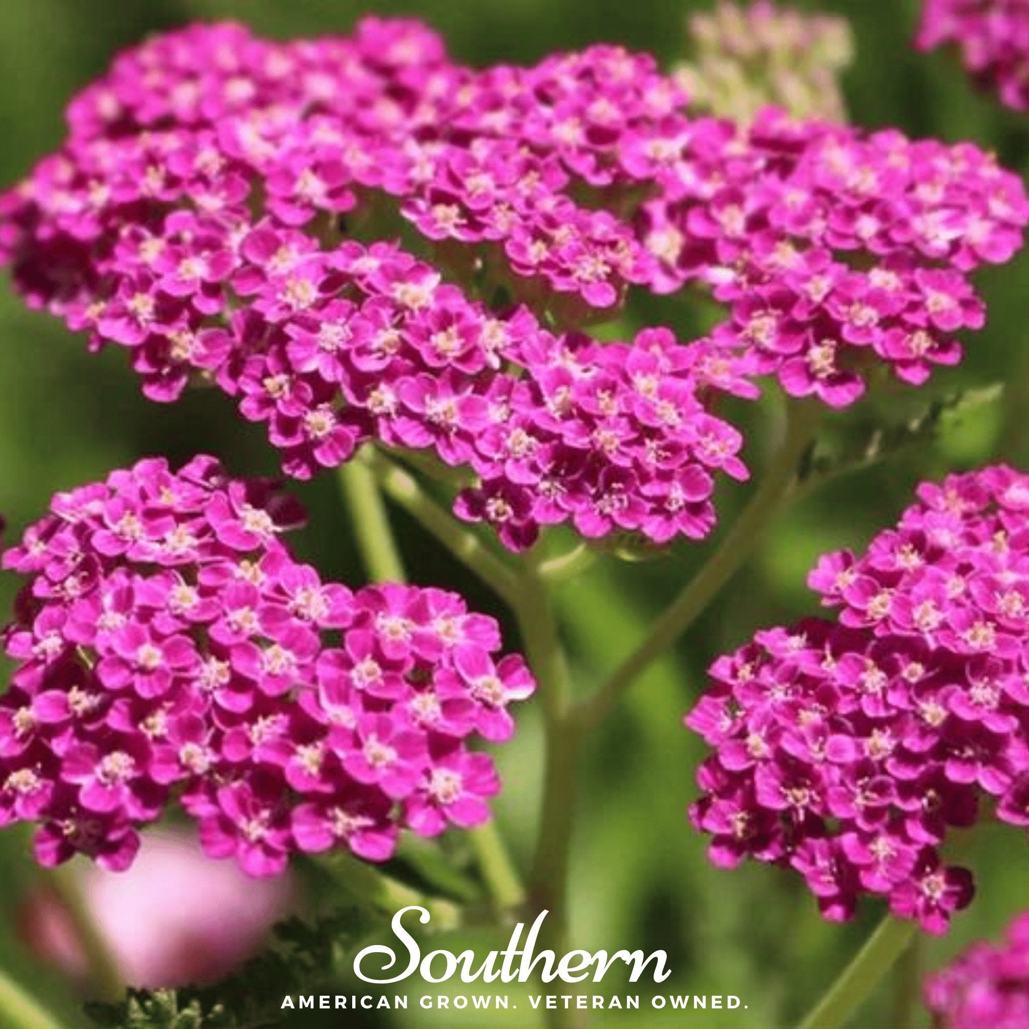 Yarrow, Cerise Queen (Achillea millefolium) - 50 Seeds - Southern Seed Exchange