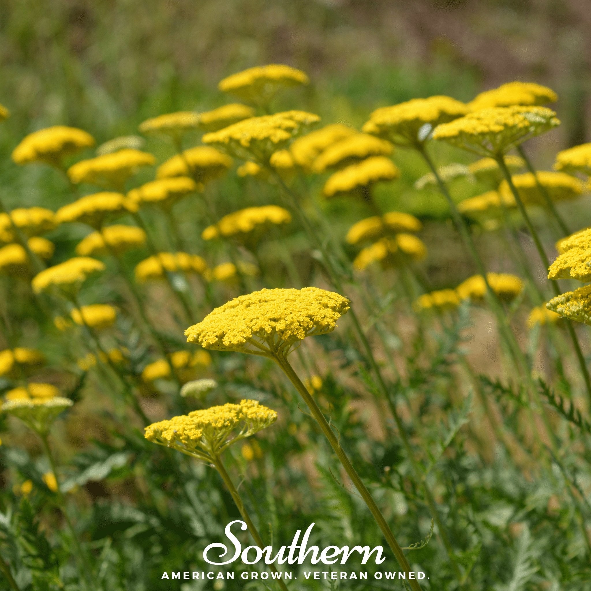 Yarrow, Golden Parker (Achillea Filipendulina Parker) - 100 Seeds - Southern Seed Exchange