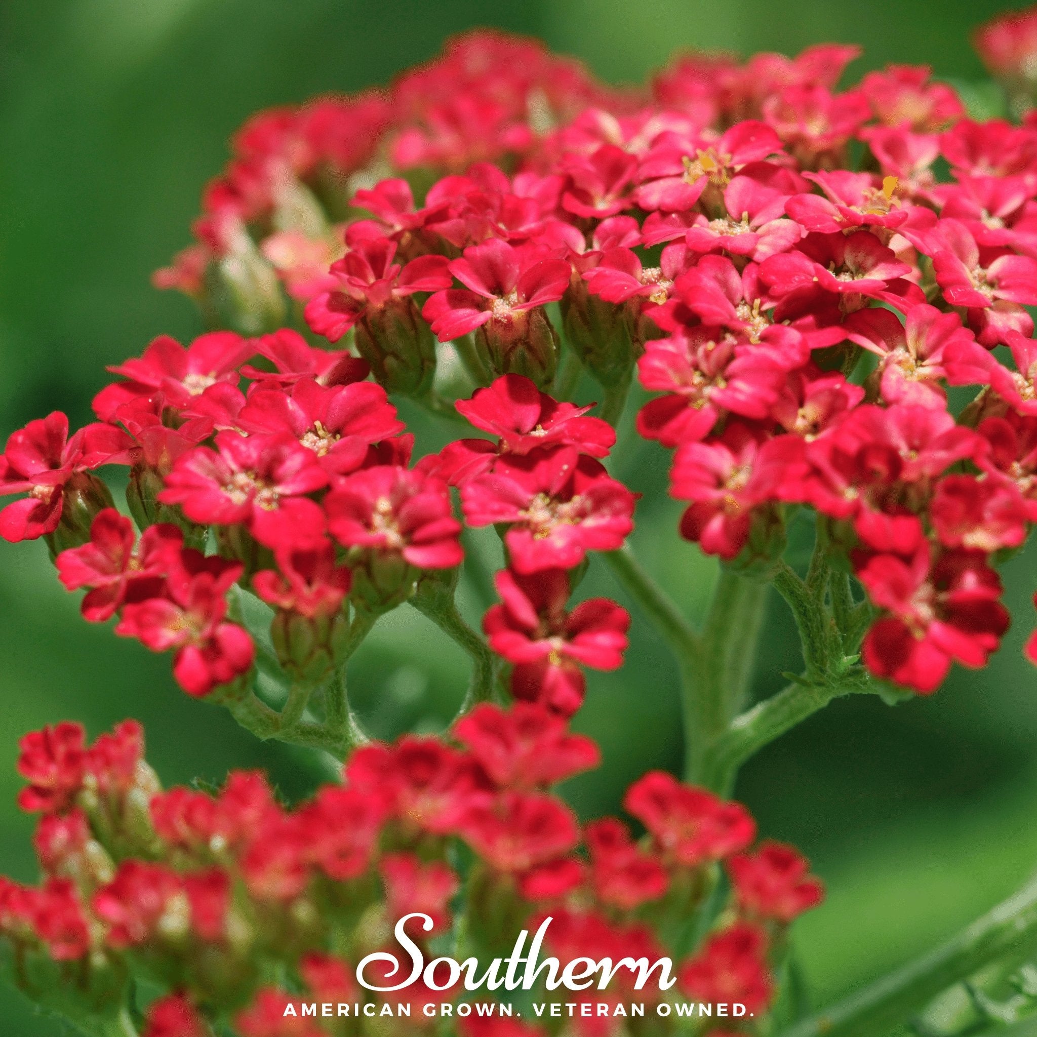 Yarrow, Red (Achillea millefolium rubra) - 100 Seeds - Southern Seed Exchange