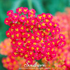 Yarrow, Red (Achillea millefolium rubra) - 100 Seeds - Southern Seed Exchange