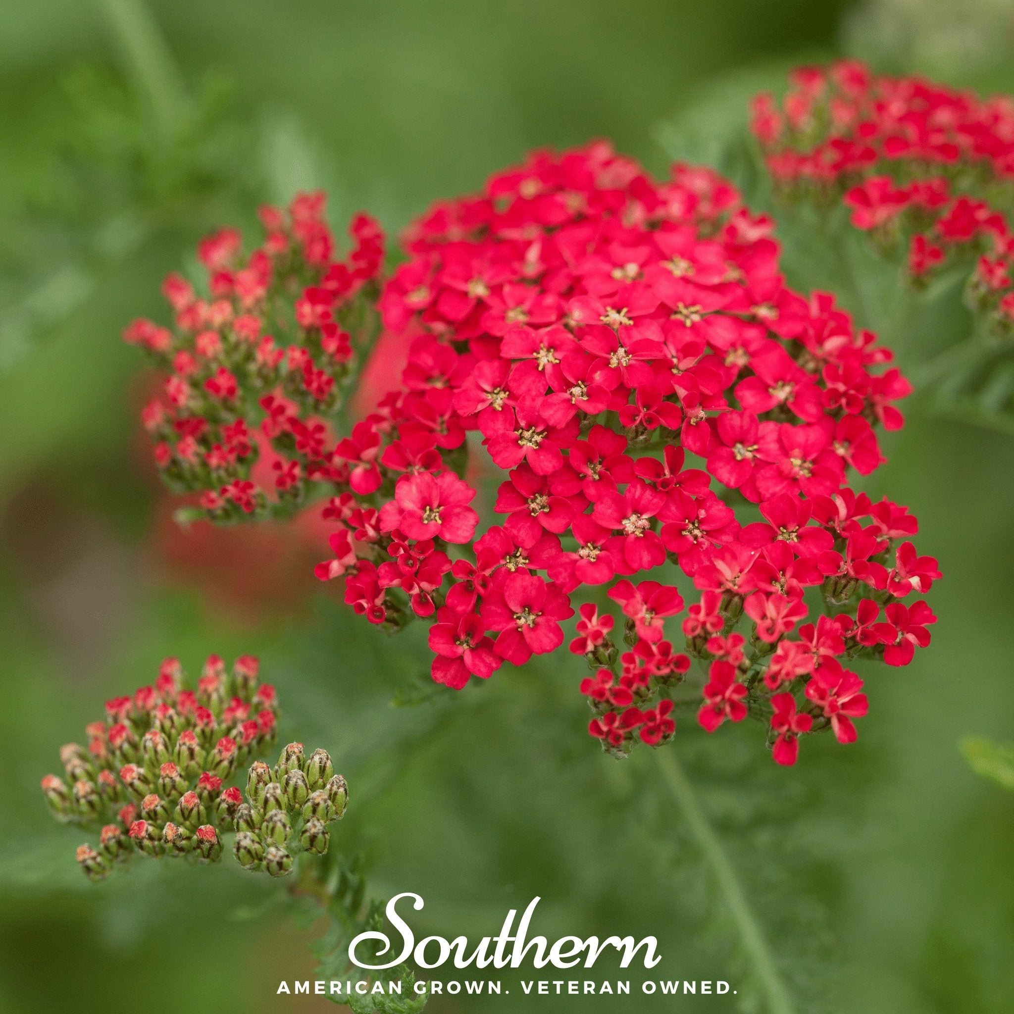 Yarrow, Red (Achillea millefolium rubra) - 100 Seeds - Southern Seed Exchange