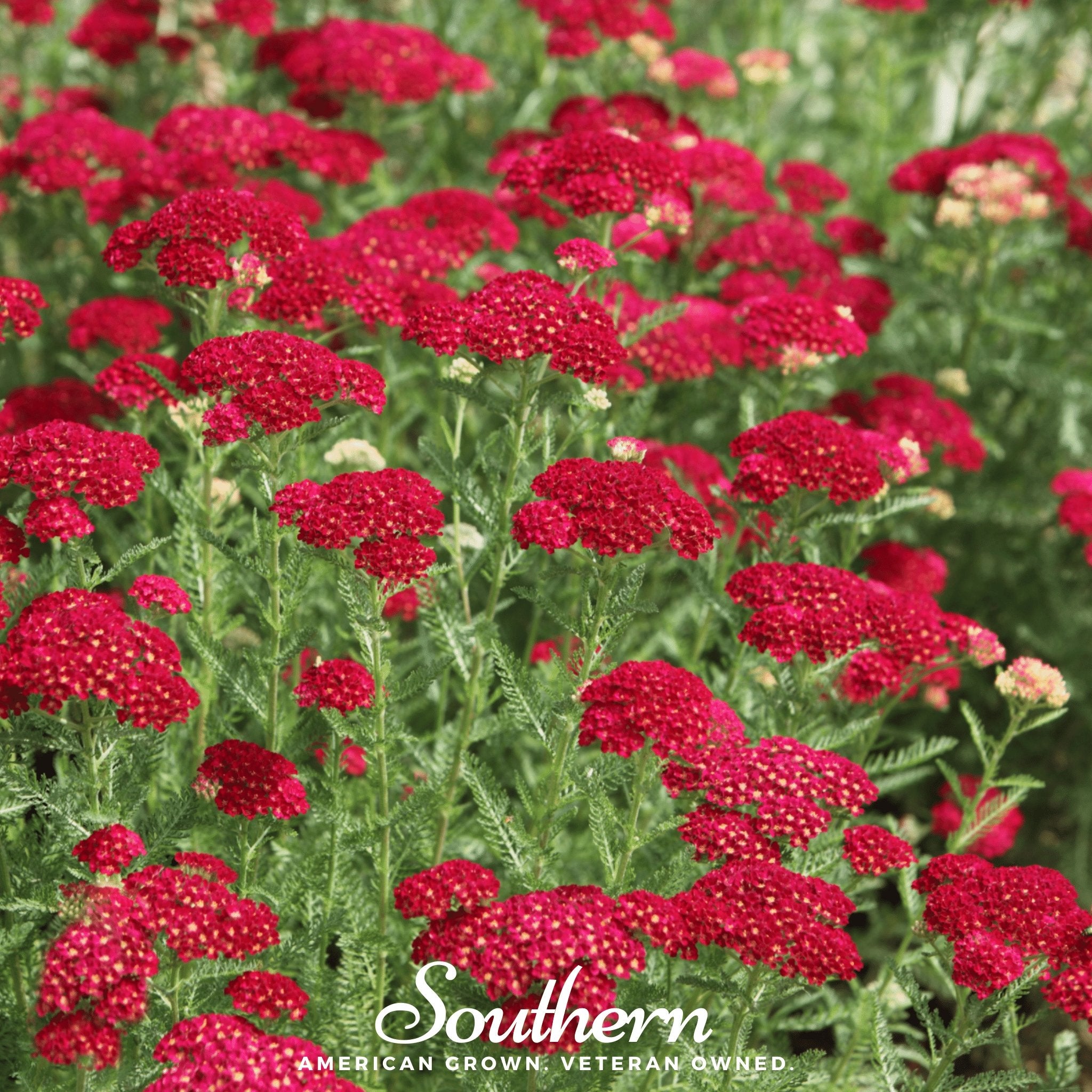 Yarrow, Red (Achillea millefolium rubra) - 100 Seeds - Southern Seed Exchange