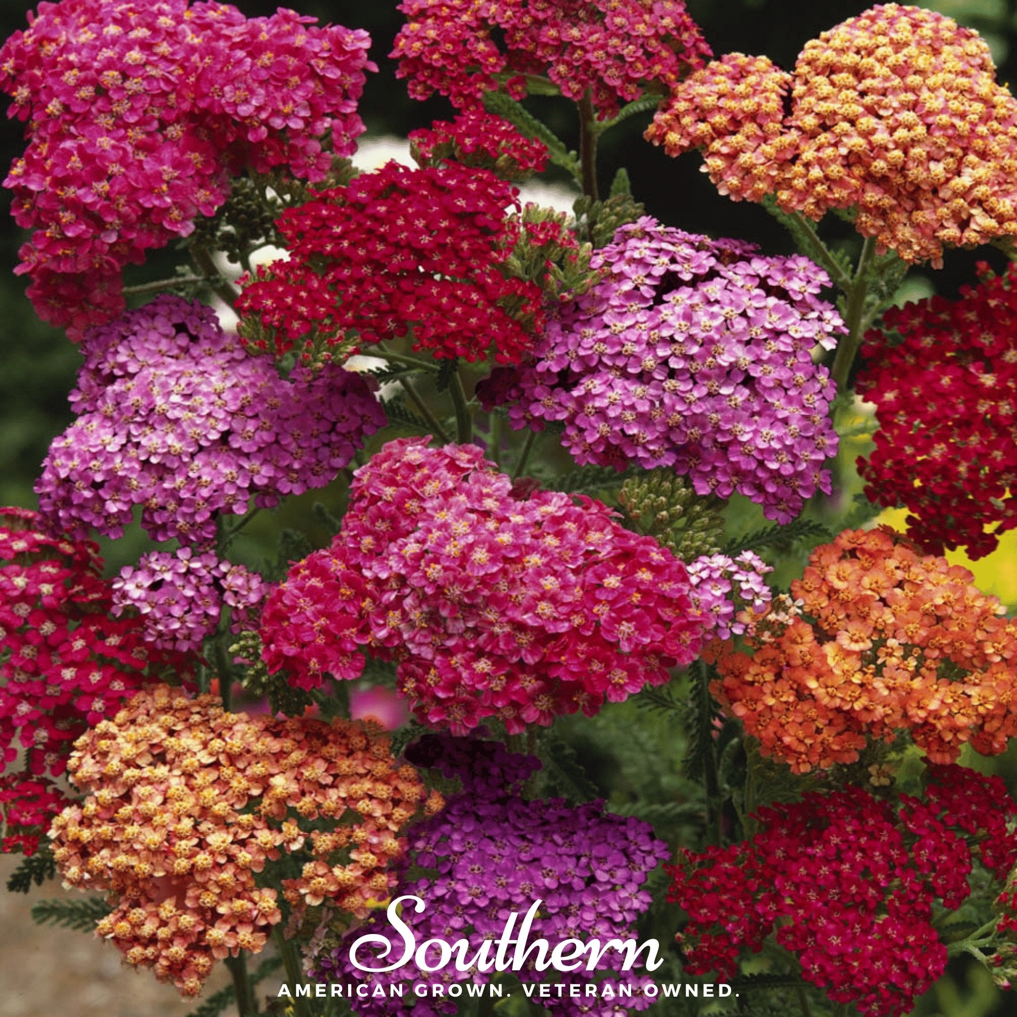 Yarrow, Summer Berries Mix (Achillea millefolium) - 50 Seeds - Southern Seed Exchange