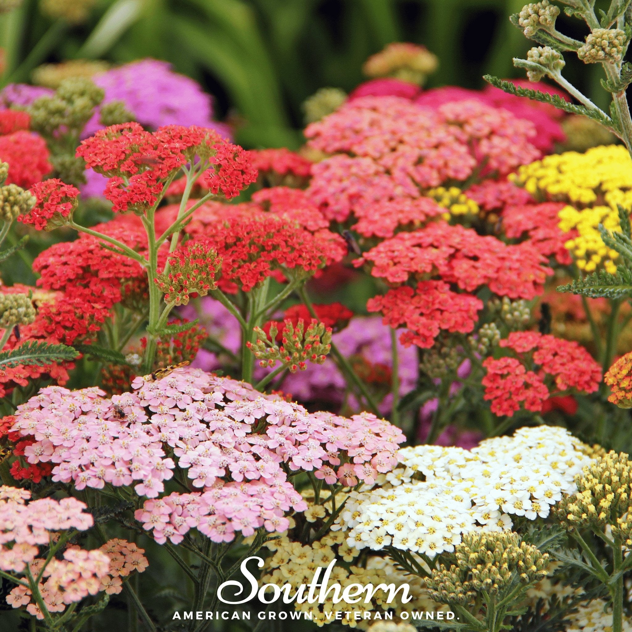 Yarrow, Summer Berries Mix (Achillea millefolium) - 50 Seeds - Southern Seed Exchange