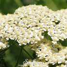 Yarrow, White (Achillea millefolium) - 100 Seeds - Southern Seed Exchange