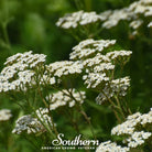 Yarrow, White (Achillea millefolium) - 100 Seeds - Southern Seed Exchange