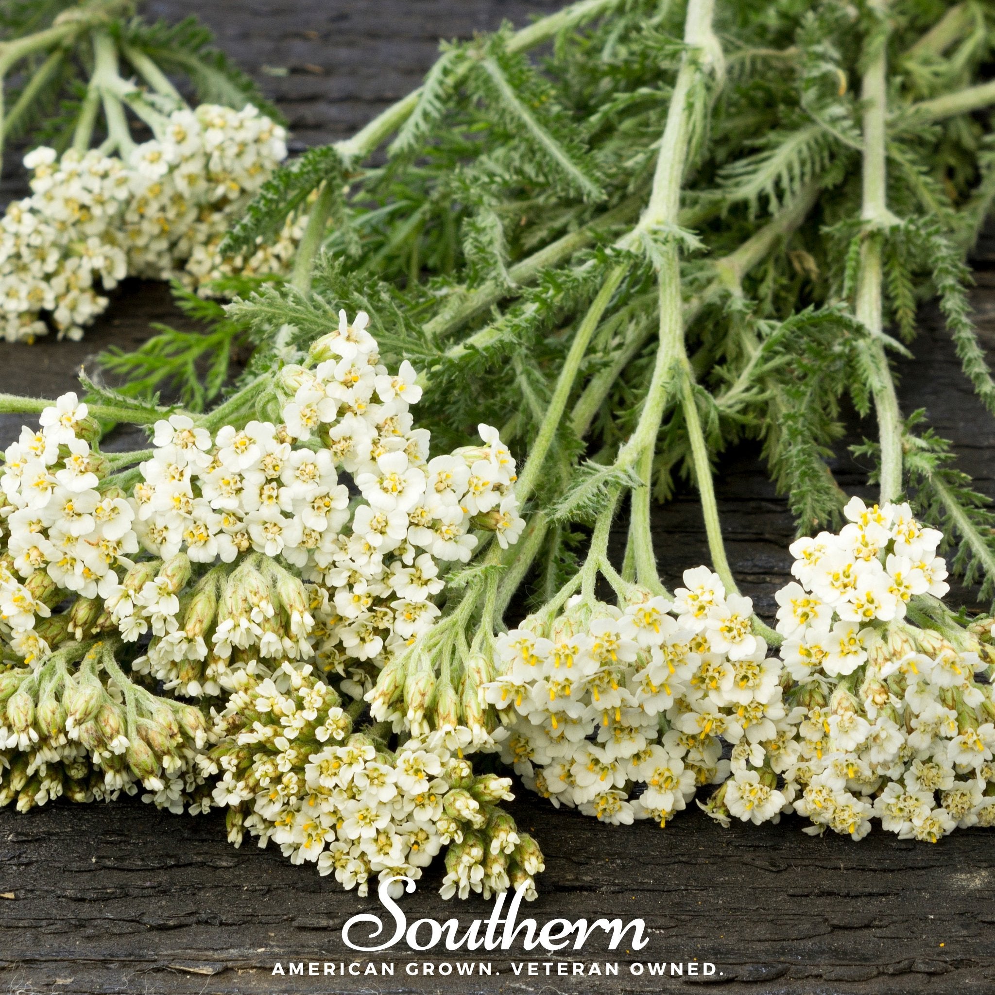 Yarrow, White (Achillea millefolium) - 100 Seeds - Southern Seed Exchange