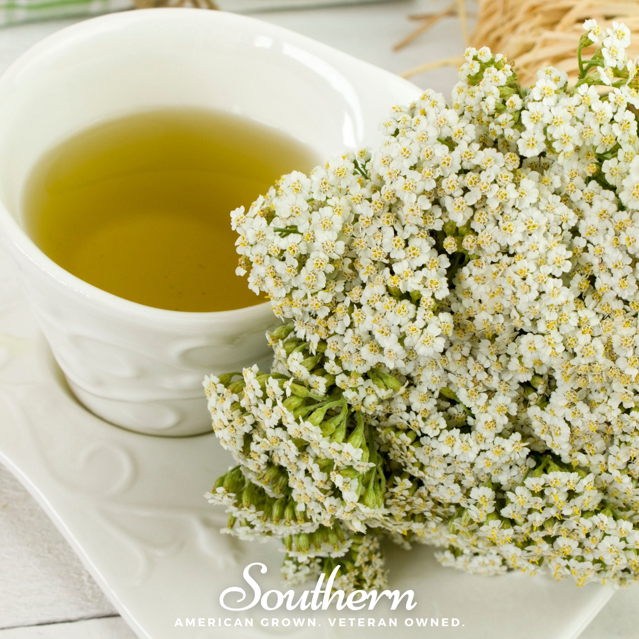 Yarrow, White (Achillea millefolium) - 100 Seeds - Southern Seed Exchange