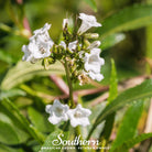 Yerba Santa (Eriodictyon californicum) - 30 Seeds - Southern Seed Exchange