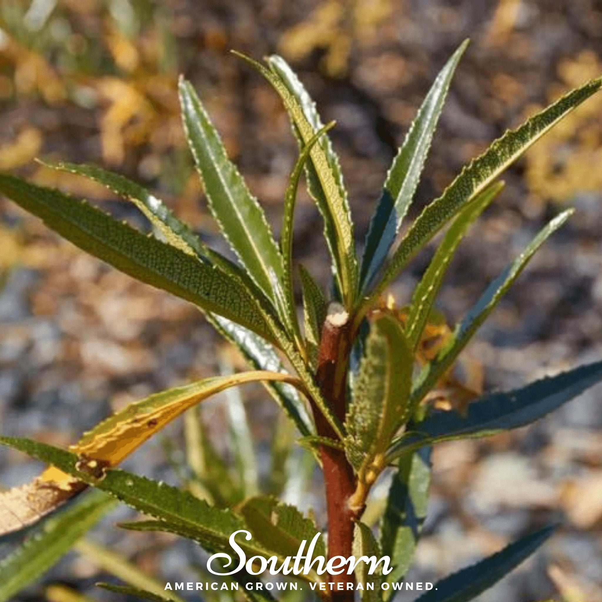 Yerba Santa (Eriodictyon californicum) - 30 Seeds - Southern Seed Exchange