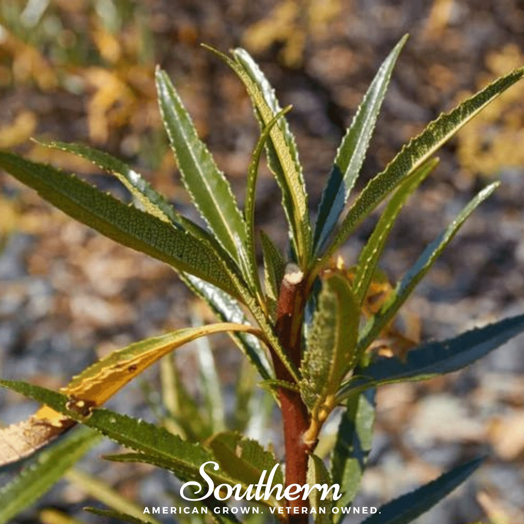 Yerba Santa (Eriodictyon californicum) - 30 Seeds - Southern Seed Exchange