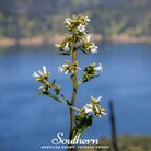 Yerba Santa (Eriodictyon californicum) - 30 Seeds - Southern Seed Exchange