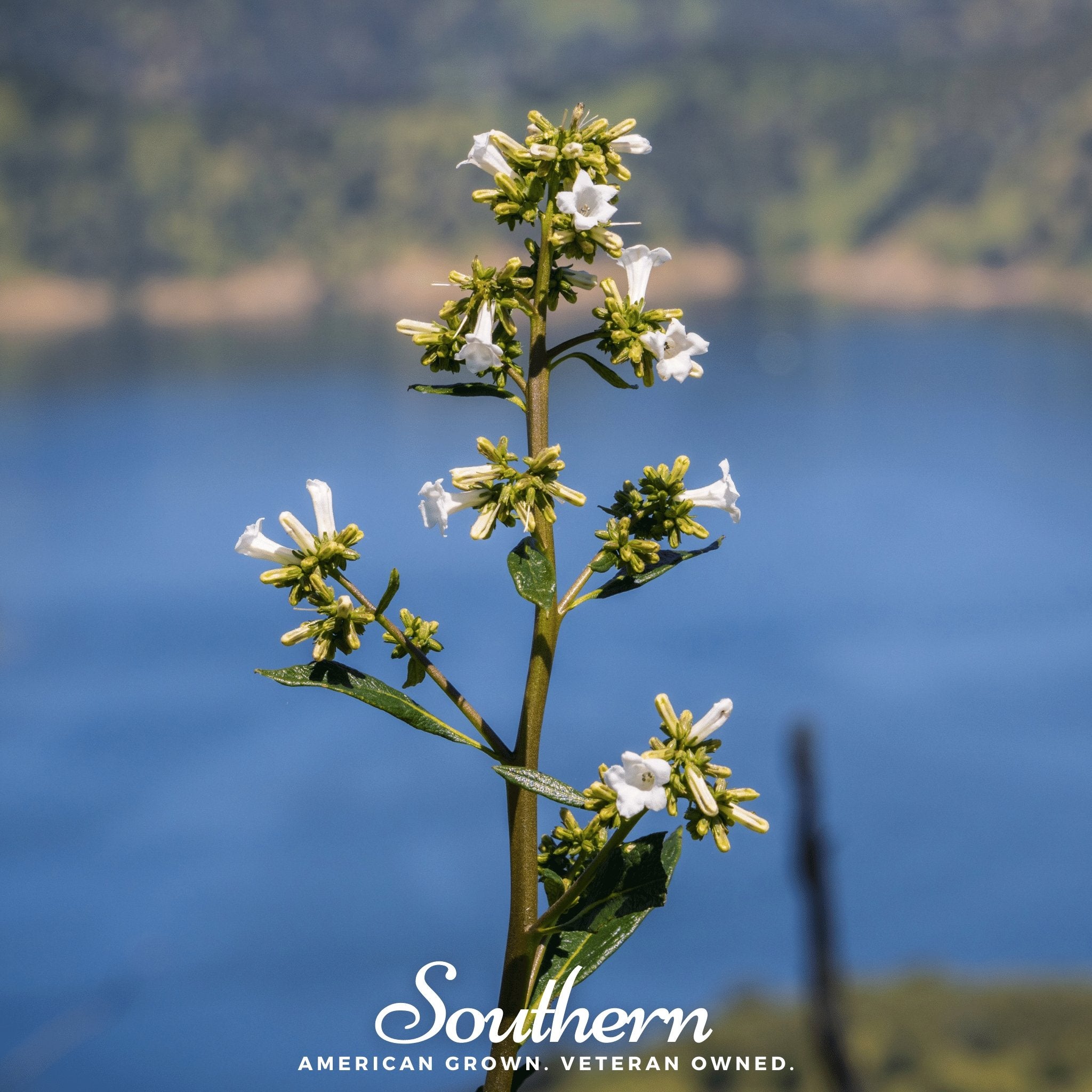 Yerba Santa (Eriodictyon californicum) - 30 Seeds - Southern Seed Exchange