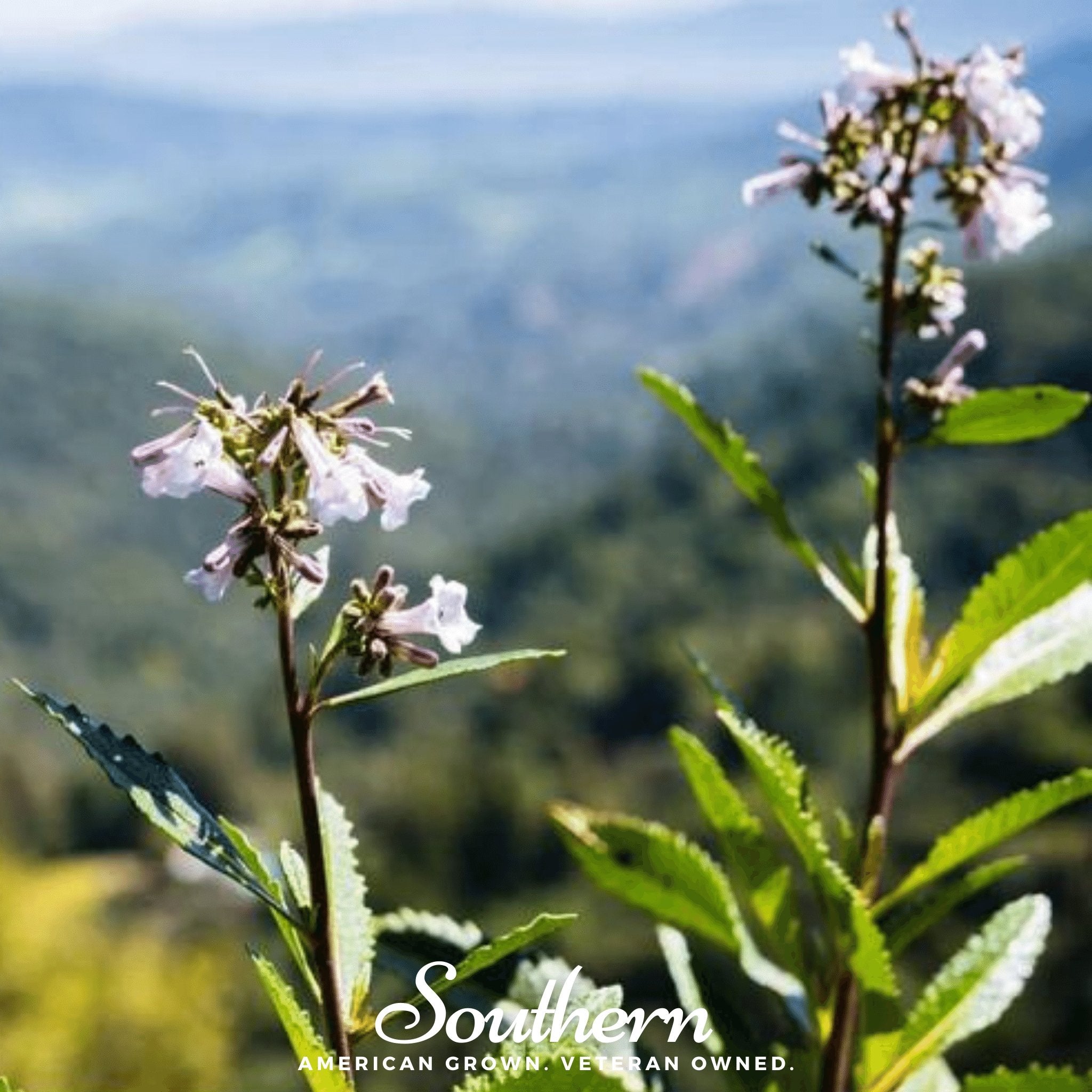 Yerba Santa (Eriodictyon californicum) - 30 Seeds - Southern Seed Exchange