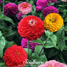 Zinnia, California Giants (Zinnia elegans) - 100 seeds - Southern Seed Exchange