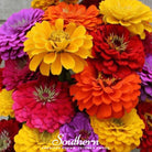 Zinnia, California Giants (Zinnia elegans) - 100 seeds - Southern Seed Exchange