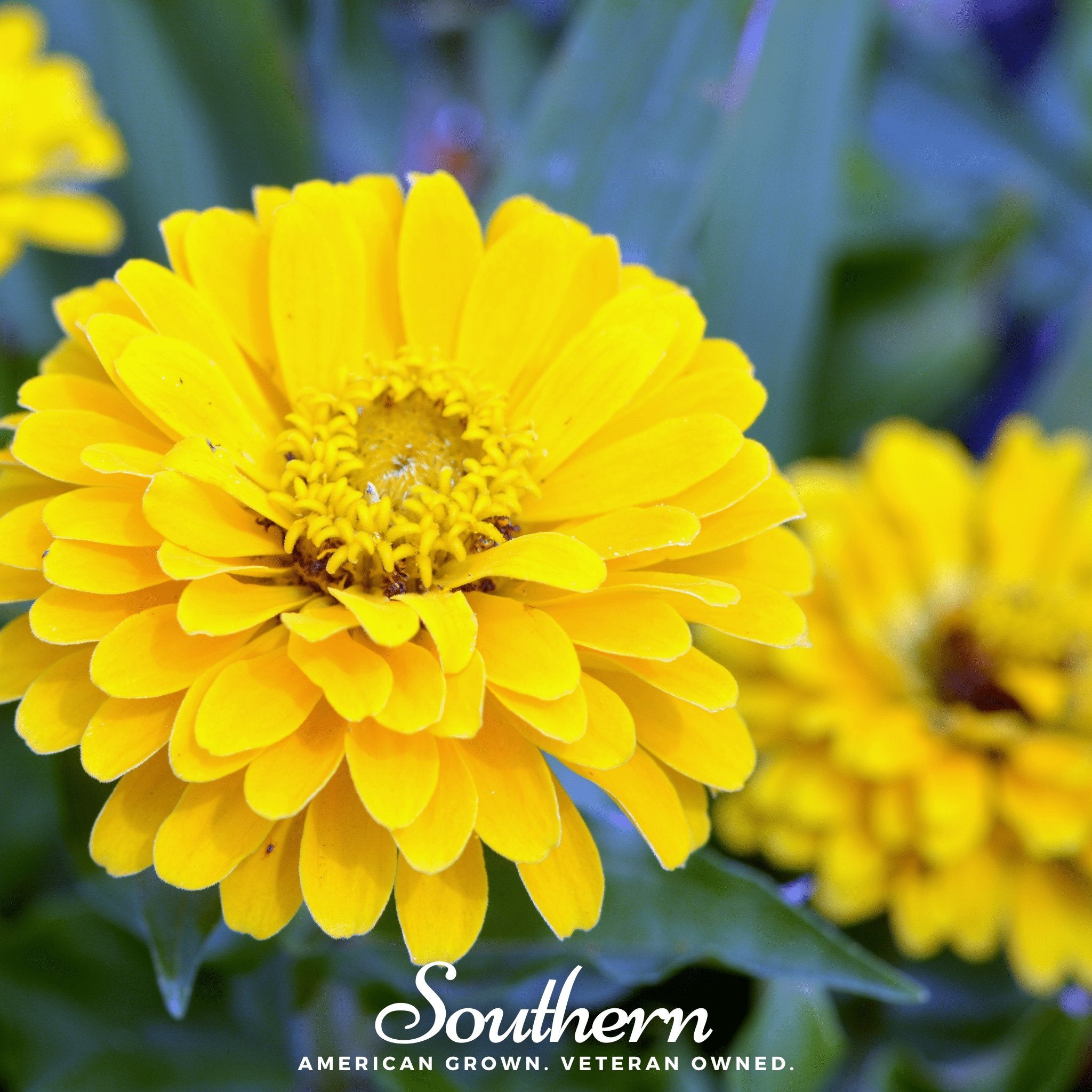 Zinnia, Canary Bird (Zinnia elegans) - 100 Seeds - Southern Seed Exchange