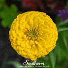 Zinnia, Canary Bird (Zinnia elegans) - 100 Seeds - Southern Seed Exchange