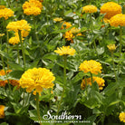 Zinnia, Canary Bird (Zinnia elegans) - 100 Seeds - Southern Seed Exchange