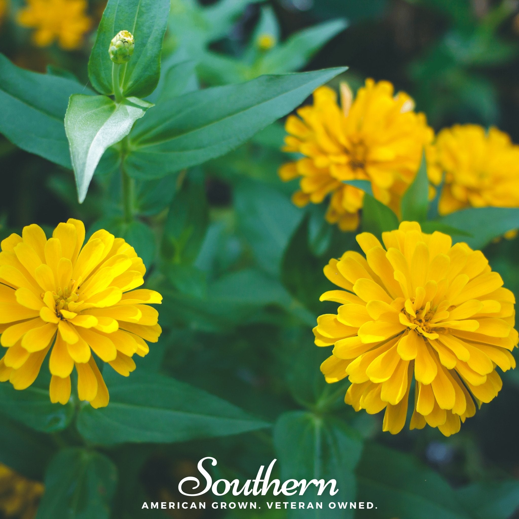 Zinnia, Canary Bird (Zinnia elegans) - 100 Seeds - Southern Seed Exchange