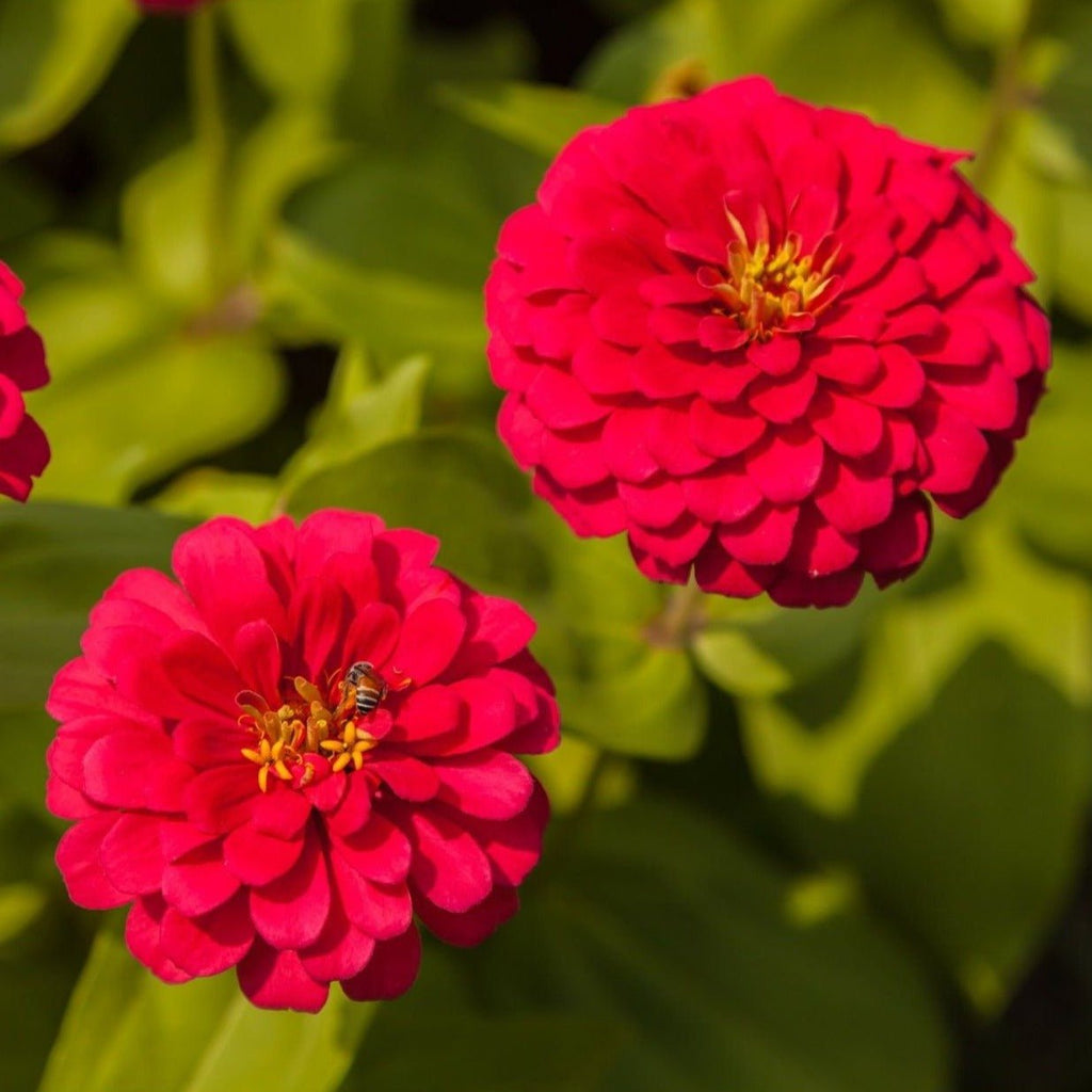 Zinnia, Cherry Queen (Zinnia elegans) - 100 Seeds - Southern Seed Exchange