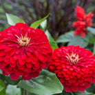 Zinnia, Cherry Queen (Zinnia elegans) - 100 Seeds - Southern Seed Exchange