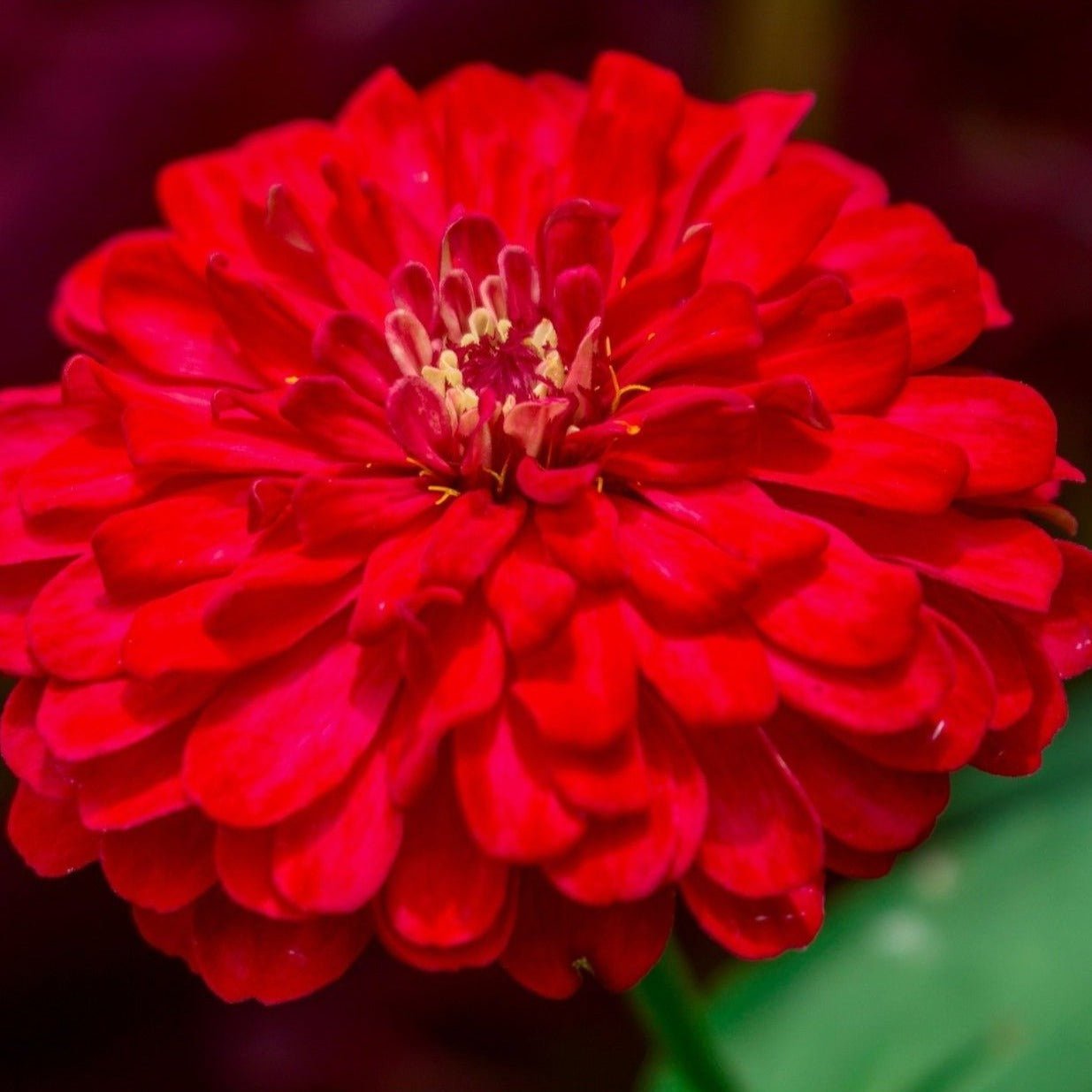 Zinnia, Cherry Queen (Zinnia elegans) - 100 Seeds - Southern Seed Exchange