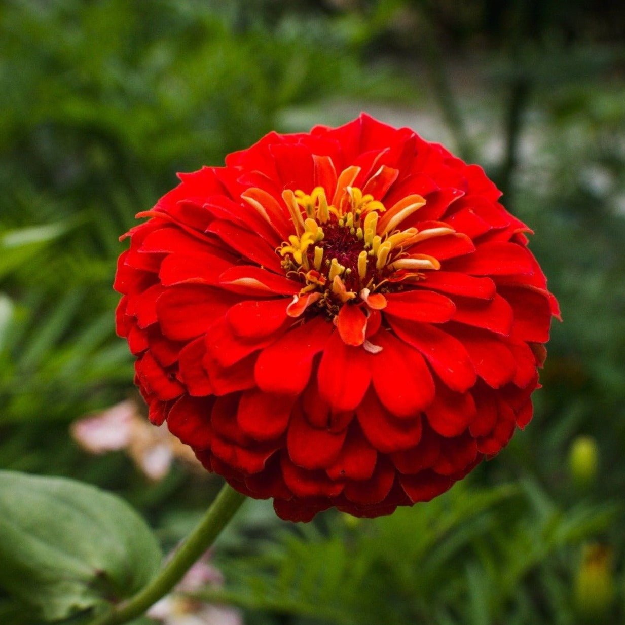 Zinnia, Cherry Queen (Zinnia elegans) - 100 Seeds - Southern Seed Exchange